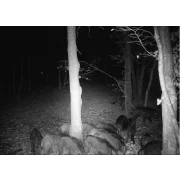 CAMERA DE VANATOARE 4G CU TRANSMISIE FOTO SI VIDEO