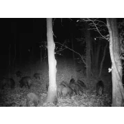 CAMERA DE VANATOARE 4G CU TRANSMISIE FOTO SI VIDEO