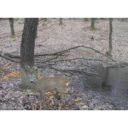 CAMERA DE VANATOARE 4G CU TRANSMISIE FOTO SI VIDEO