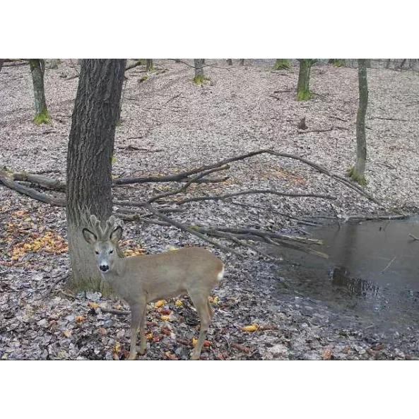 CAMERA DE VANATOARE 4G CU TRANSMISIE FOTO SI VIDEO